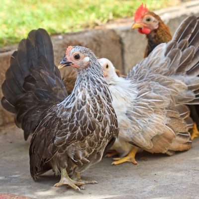 What are Bantam Chickens vs. Standard Size Chickens? - Chickens in a Minute Video